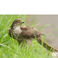 گونه پیغو Levant Sparrowhawk